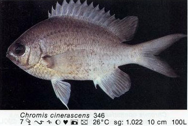 Chromis cinerascens